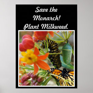 Poster Sauvez l'affiche du monarque
