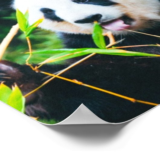 Poster Sauvez Le Panda (Coin)