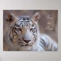 Sauvez le tigre blanc du Bengale
