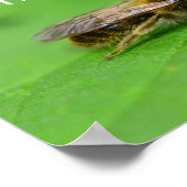 Poster Sauvez les abeilles (Coin)