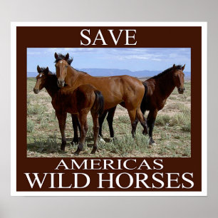 Poster Sauvez les chevaux sauvages
