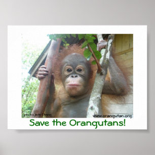 Poster Sauvez les Orangutans