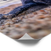 Poster Sauvez les tortues marines (Coin)