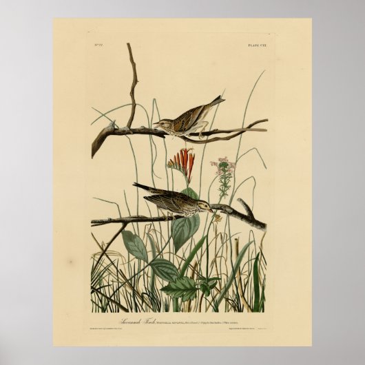 Poster Savannah Finch (Bruant) Audubon Birds of America (Devant)