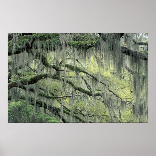 Poster Savannah, Géorgie, arbre de chêne vivant drapé de (Devant)