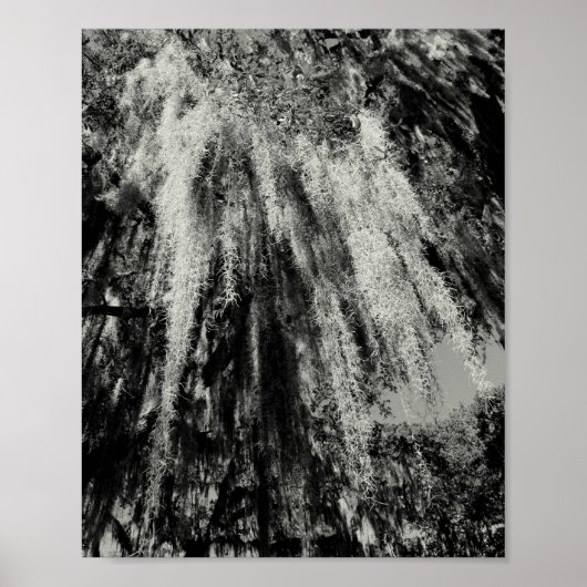 Poster Savannah Series : Espagnol Moss (Devant)
