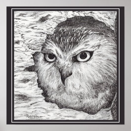 Poster Saw-Whet Owl  (Devant)