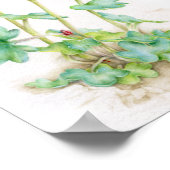 Poster Saxifraga cernua alpine plante aquarelle art (Coin)