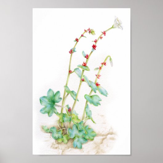 Poster Saxifraga cernua alpine plante aquarelle art (Devant)