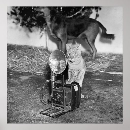 Poster Say Catnip : 1936 (Devant)