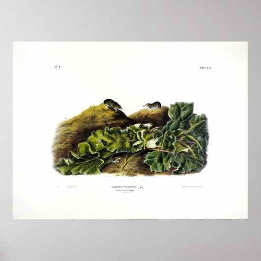 Poster Say's Smrew, ou North American Small Shrew (Devant)