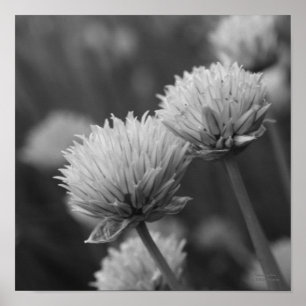 Poster Scallions floraux noir blanc imprimé