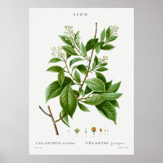 Poster Scandales américains de Celastrus, doux-amer, de T