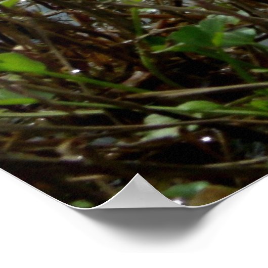 Poster Scape (Coin)