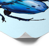 Poster Scarab Beetle Art Blue Entomology Insect (Coin)