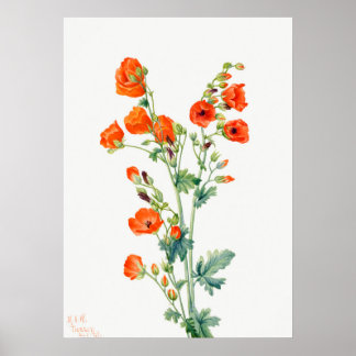 Poster Scarlet Desert Globemallow of Apricot Mallow