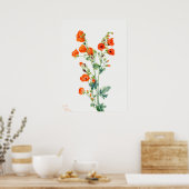 Poster Scarlet Desert Globemallow of Apricot Mallow (Cuisine)