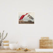 Poster Scarlet Ibis par Audubon (Cuisine)