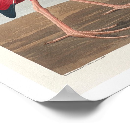 Poster Scarlet Ibis par Audubon (Coin)