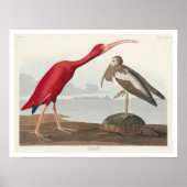 Poster Scarlet Ibis par Audubon (Devant)