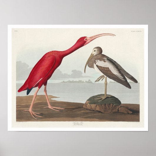 Poster Scarlet Ibis par Audubon (Devant)