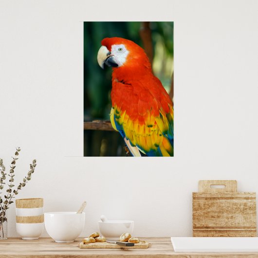 Poster Scarlet Macaw (Cuisine)