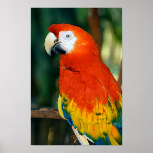 Poster Scarlet Macaw (Devant)
