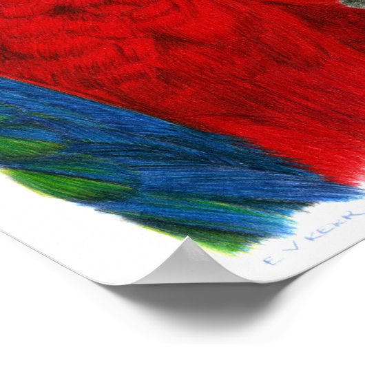 Poster Scarlet Macaw (Coin)