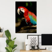 Poster Scarlet Macaw (Bureau à domicile)