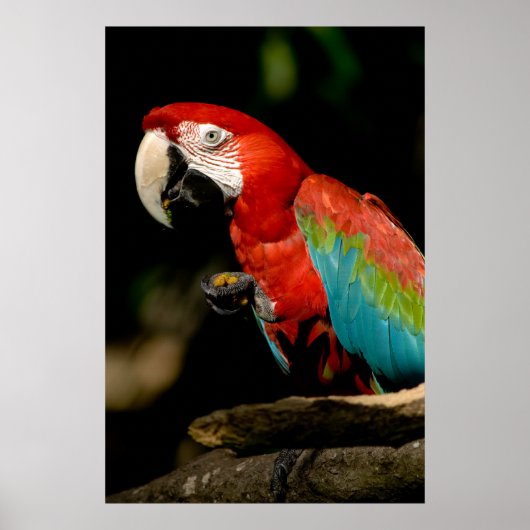 Poster Scarlet Macaw (Devant)