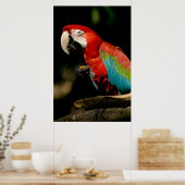 Poster Scarlet Macaw (Cuisine)