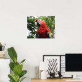 Poster scarlet macaw copan (Bureau à domicile)
