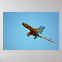 Scarlet Macaw en vol