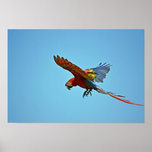 Poster Scarlet Macaw en vol (Devant)