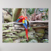 Poster Scarlet Macaws (Devant)