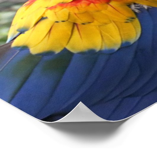 Poster Scarlet Mackaws (Coin)