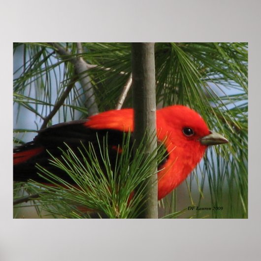 Poster Scarlet O'Tanager (Devant)