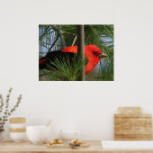 Poster Scarlet O'Tanager (Cuisine)