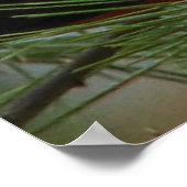 Poster Scarlet O'Tanager (Coin)