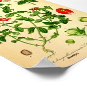 Poster Scarlet Pimpernel (Anagallis caerulea) (Coin)