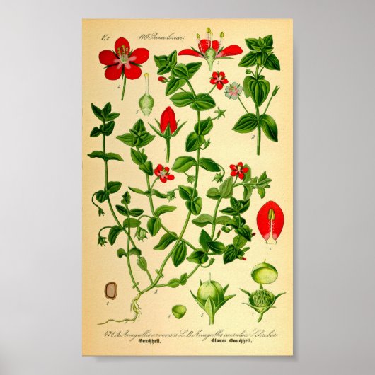 Poster Scarlet Pimpernel (Anagallis caerulea) (Devant)