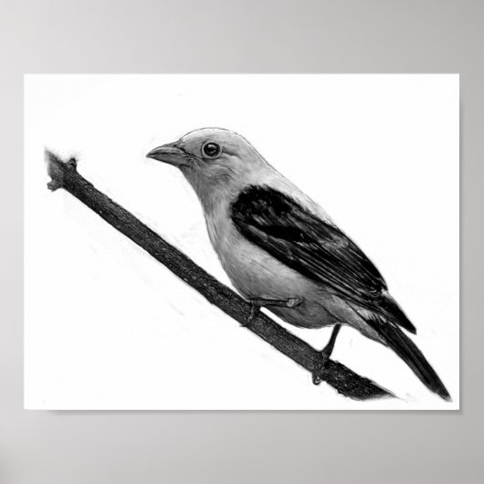 Poster Scarlet Tanager (Devant)
