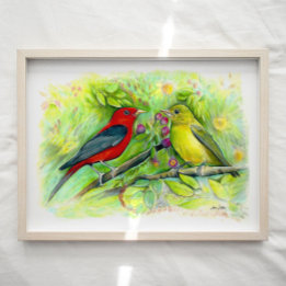 Poster Scarlet Tanager Birager Aquarelle Art Imprimer