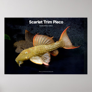 Poster Scarlet Trim Pleco のポスター