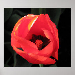 Poster Scarlet Tulip