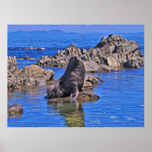 Poster Sceau de fourrure de Nouvelle-Zélande II