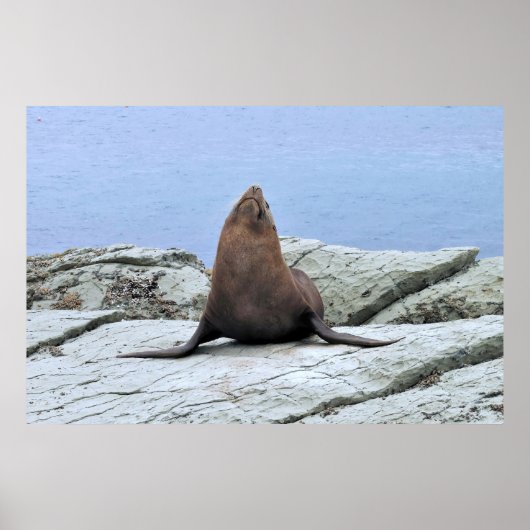 Poster Sceau de fourrure de yoga (Devant)