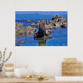 Poster Sceau de fourrure néo-zélandais (Cuisine)