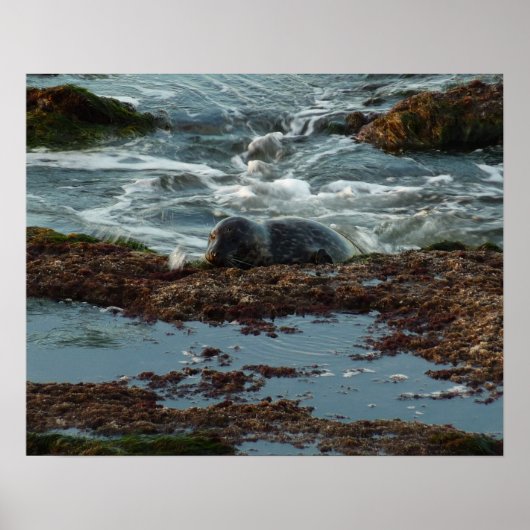 Poster Sceau de port Lit Sunset I à San Diego (Devant)