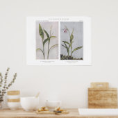 Poster Sceau de Salomon à trois feuilles - Trifolia Vagne (Cuisine)